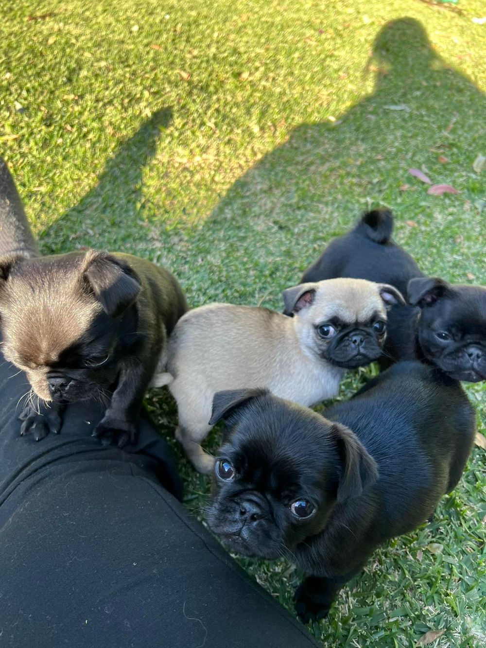 Lex to the rescue post image