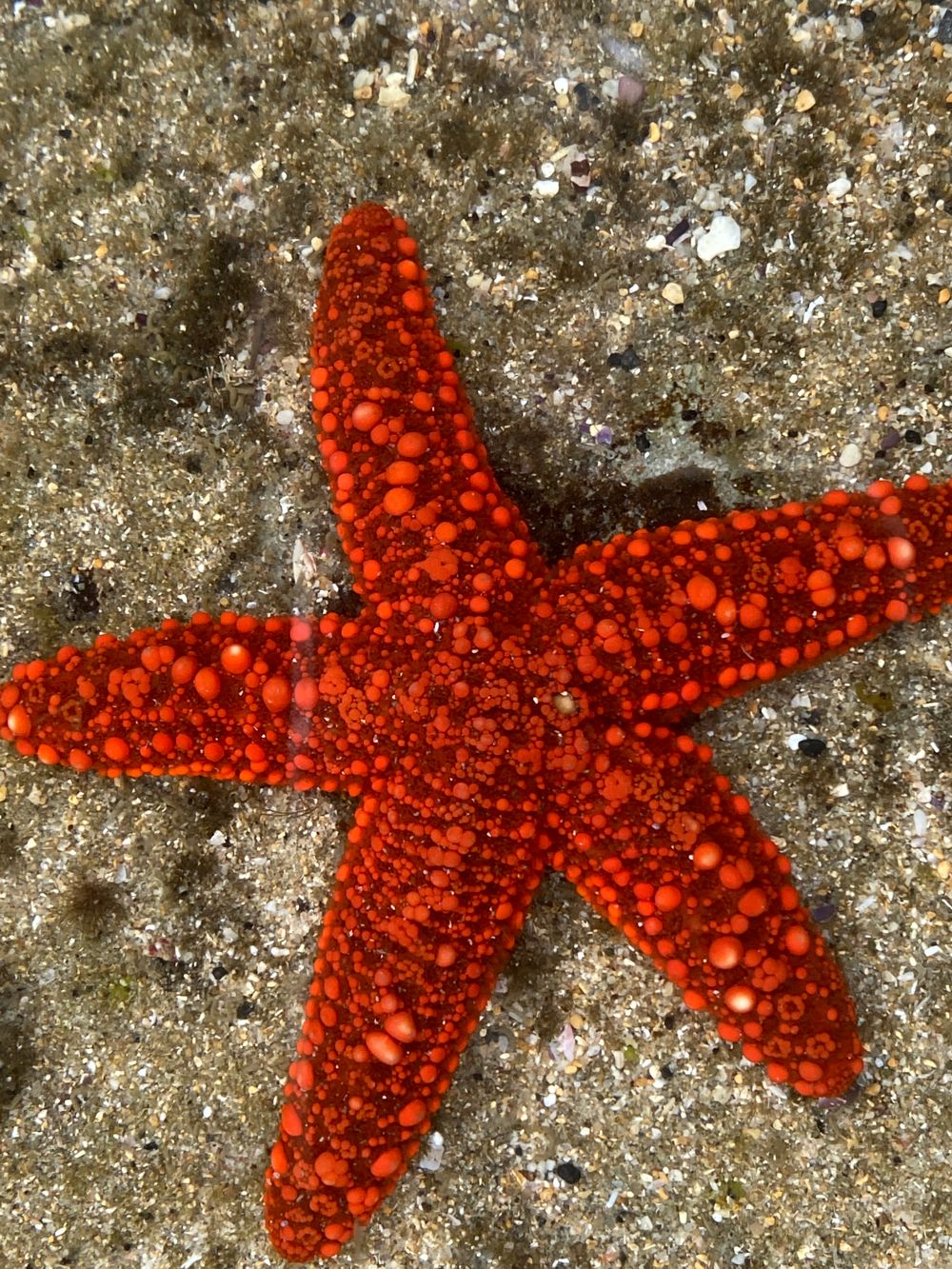 Backyard Zoology: rock pool finds post image