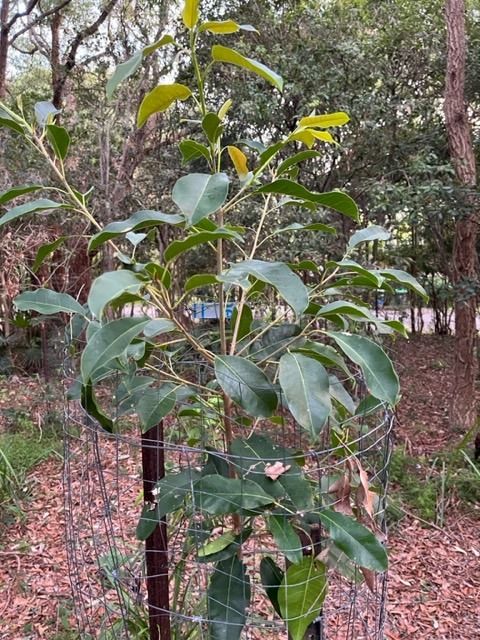 Tree of the Month: Deciduous fig post image