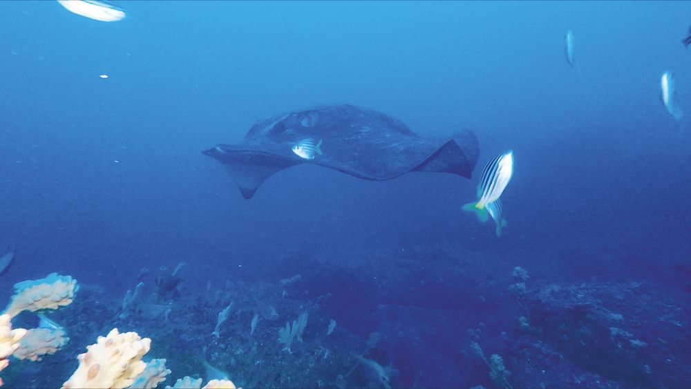 Hello Fish: Discovering Daringyan post image