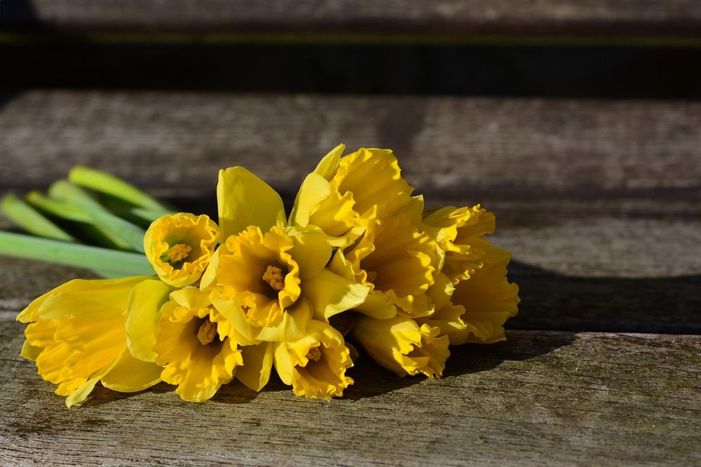 Where to grab a bunch this Daffodil Day post image