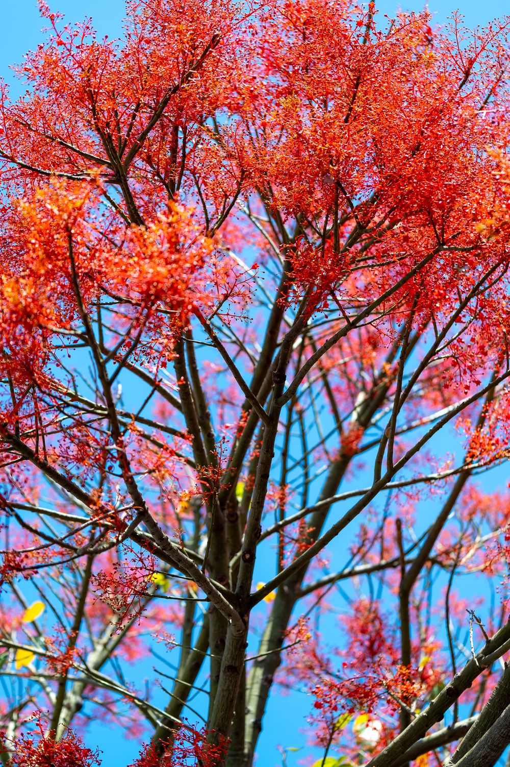 Flame Trees in Flower post image