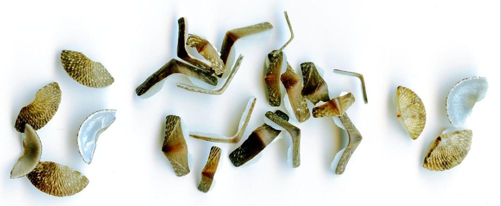 Meet the Molluscs with Butterfly Armour and Girdles post image