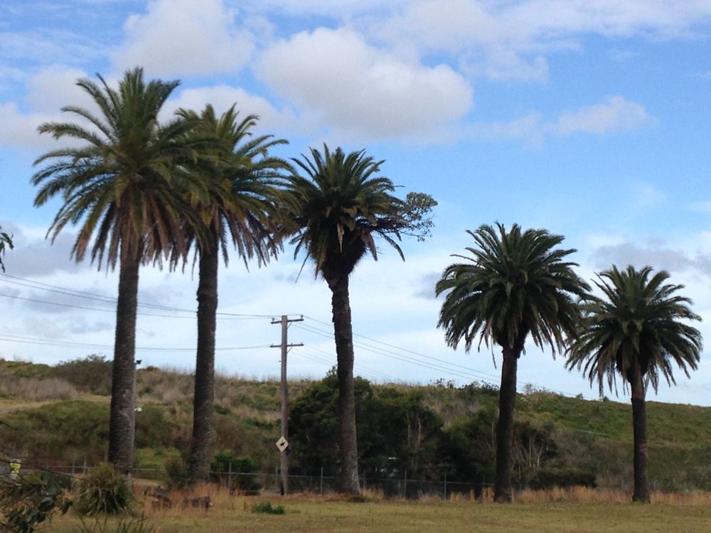 Watch out for Cocos palm and Canary Island date palm post image