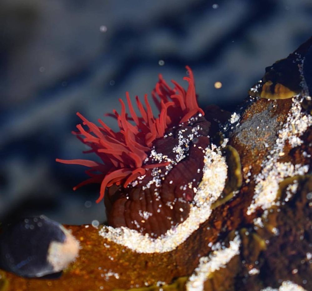 Dear sea anemone, why are you so hard to pronounce? Also, why do you look like an anus? post image