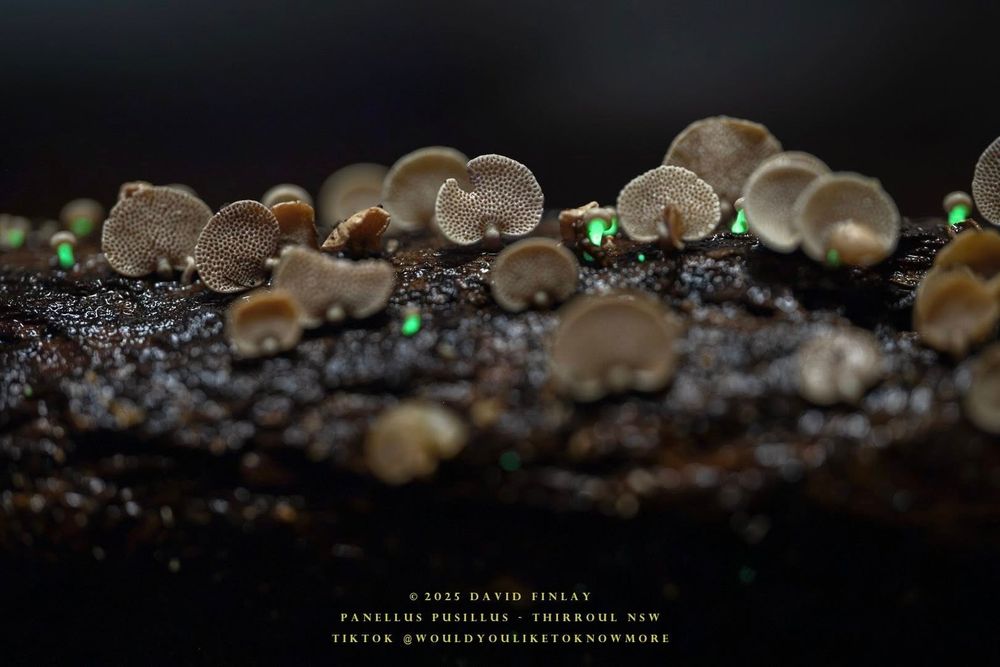 Glowing fungi found in Thirroul post image