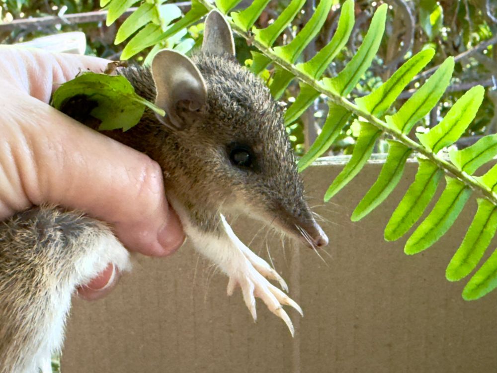 Backyard Zoology: A bandicoot in the hand is worth two in the bush post image