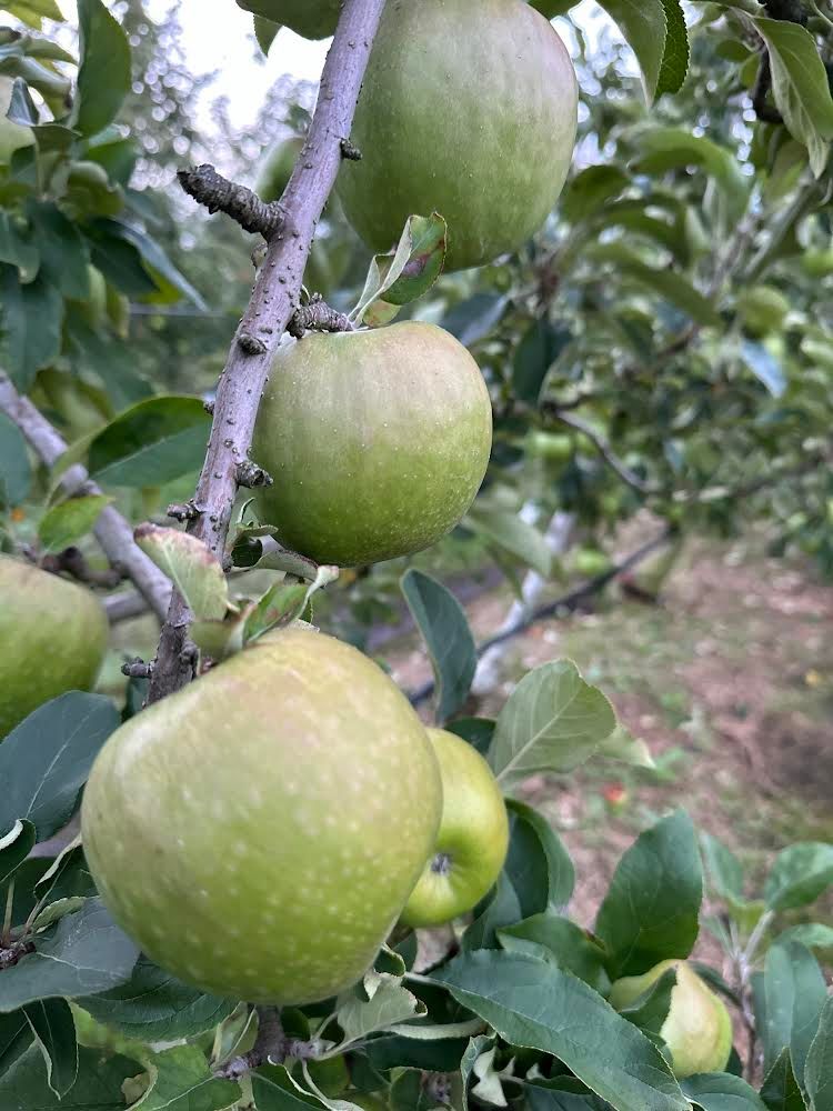 Focus Apple: Granny Smith at Glenbernie Orchard post image