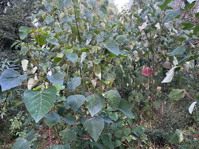 Tree of the Month: Native Bleeding Heart post image