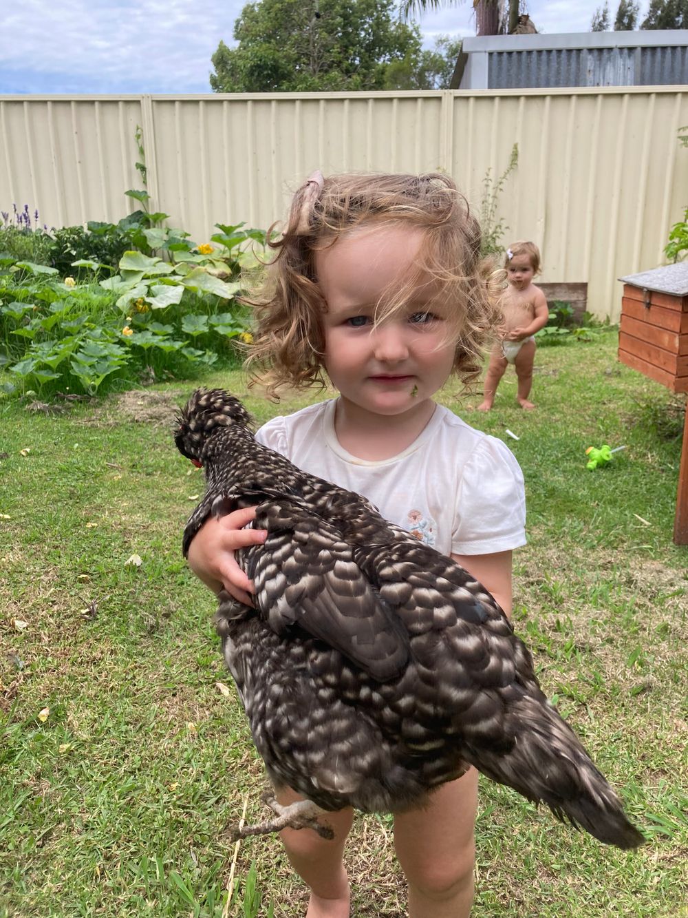 Children and Chickens go Hand in Talon post image