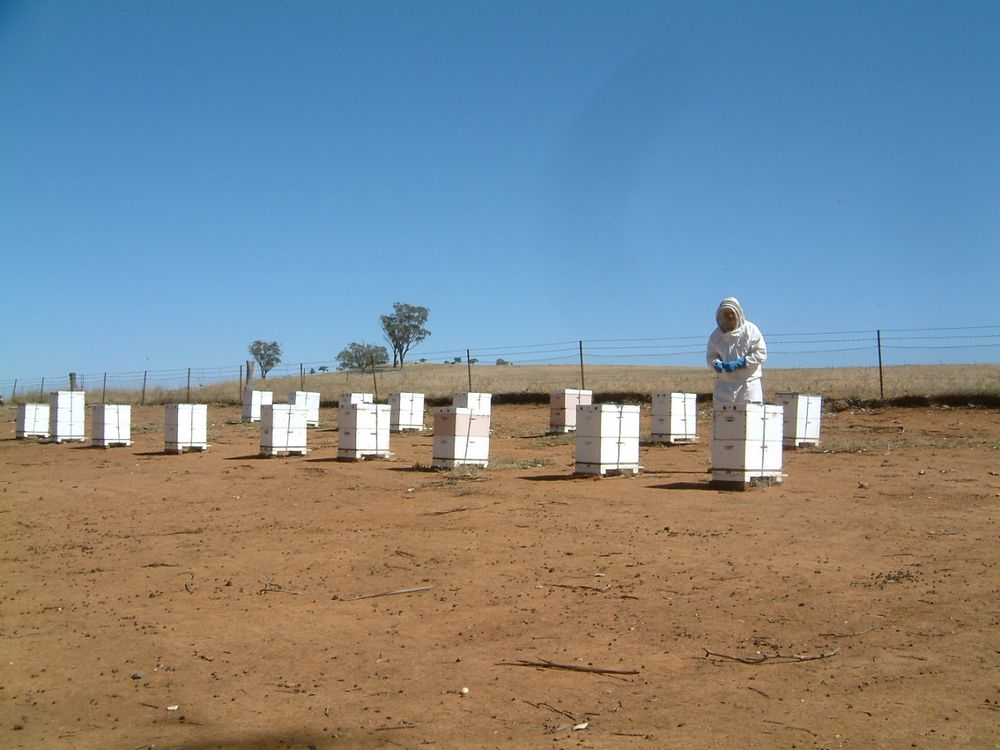 Meet the Bee Whisperer post image