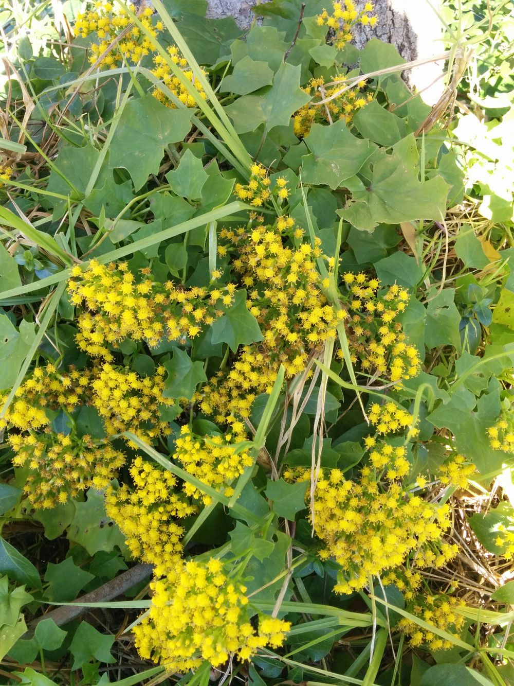 Watch out for Cape ivy post image