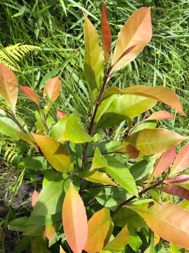 See Banksia Bushcare on 'Gardening Australia' post image