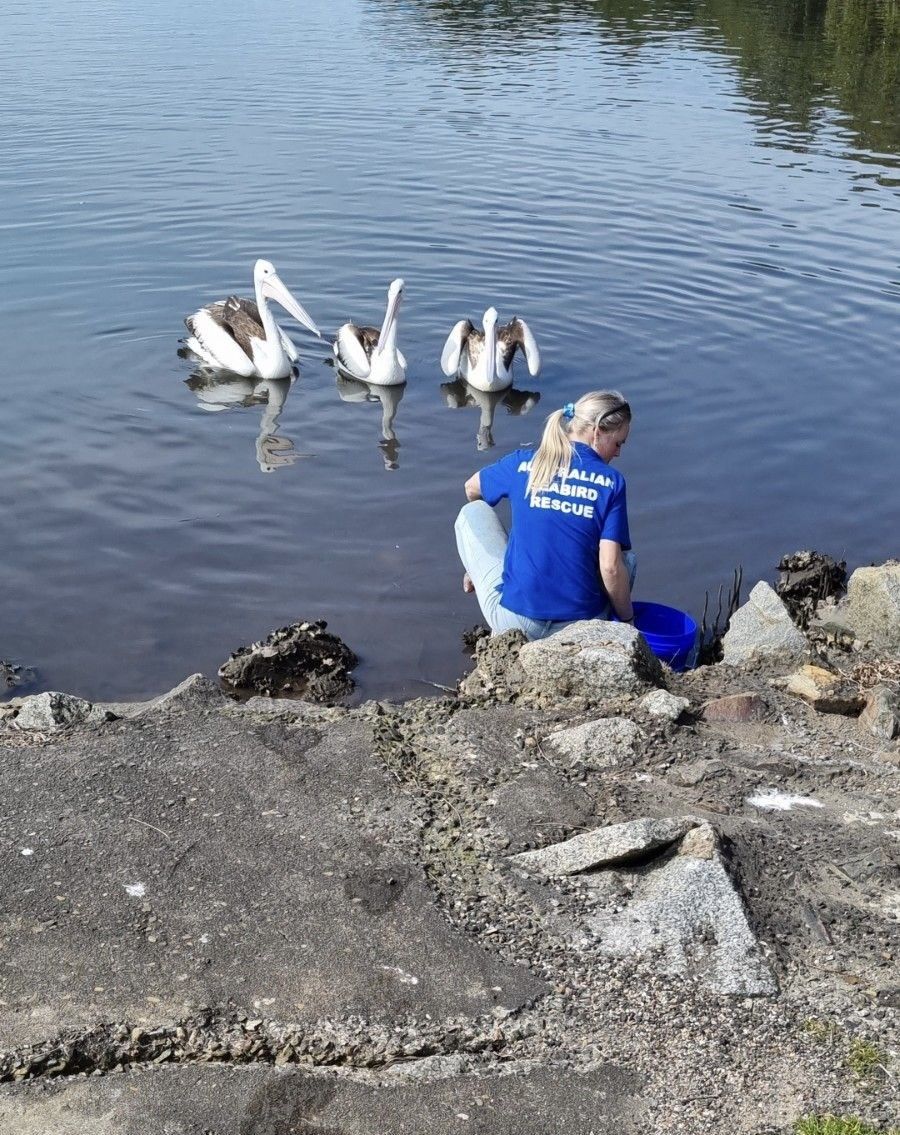 Gain your wings: volunteer to save seabirds and turtles post image