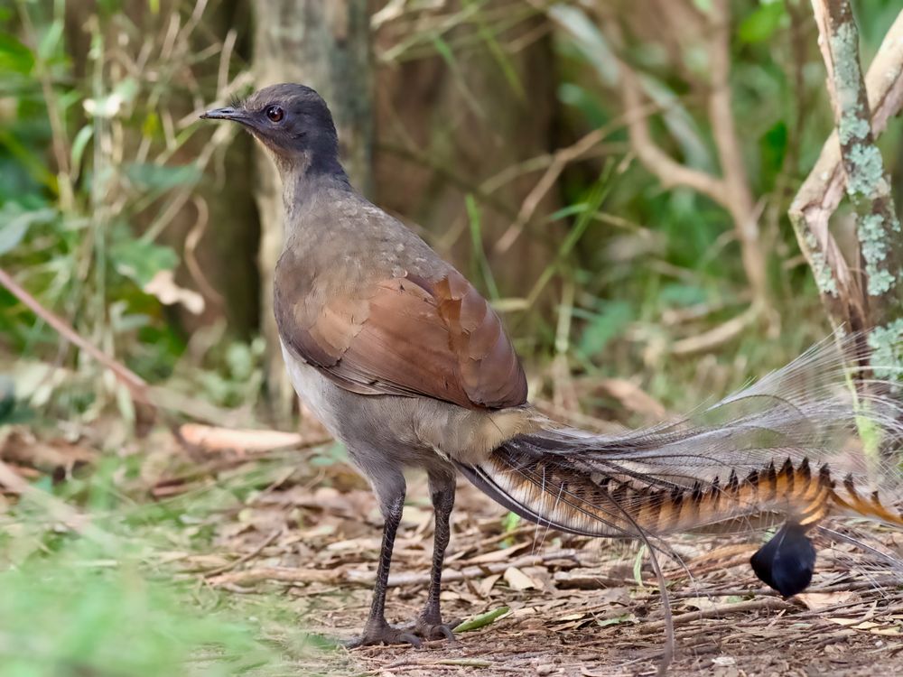 Call of the wild: Where to hear Australia's best mimic post image