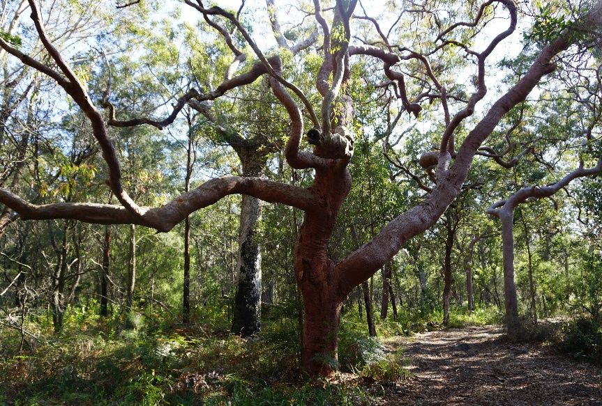 Beetling About: the biodiversity bombshell post image