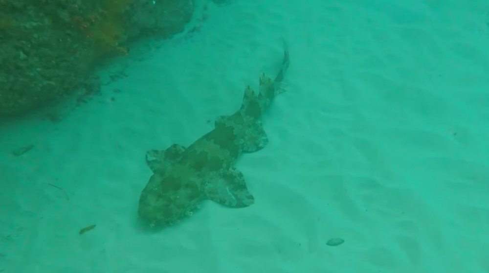 Hello Fish at The Farm post image