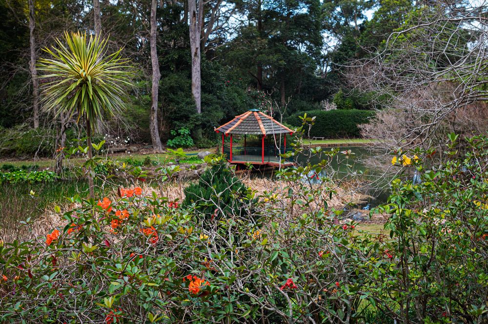 Enjoy free guided walks and spring flowers at Rhododendron and Rainforest Gardens post image