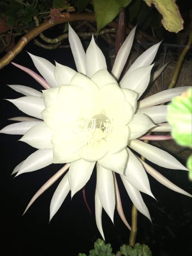 The Queen that blossoms while you're sleeping post image