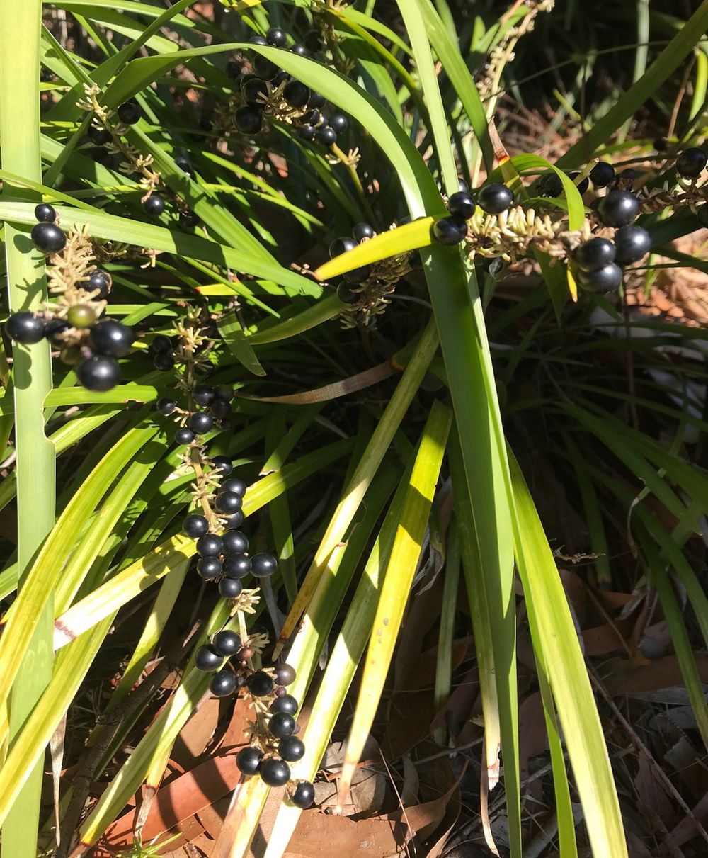 Watch out for Liriope post image