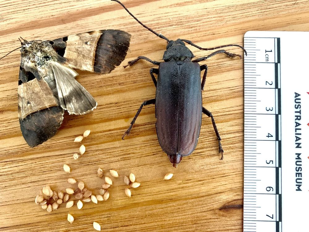 Beetling About with interesting station finds post image