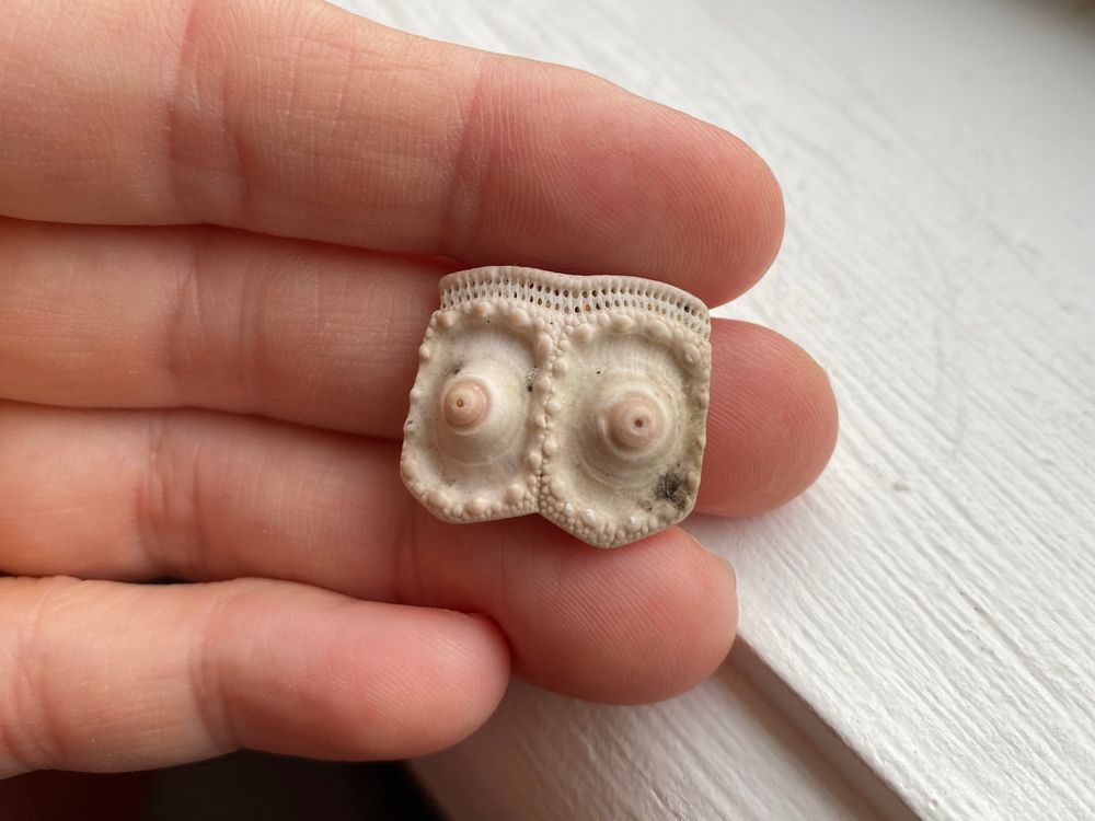 Boobie shells: remnants of a spiny life post image