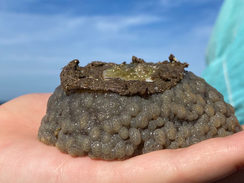 Welcome to 'What on Earth?!' Wednesday post image