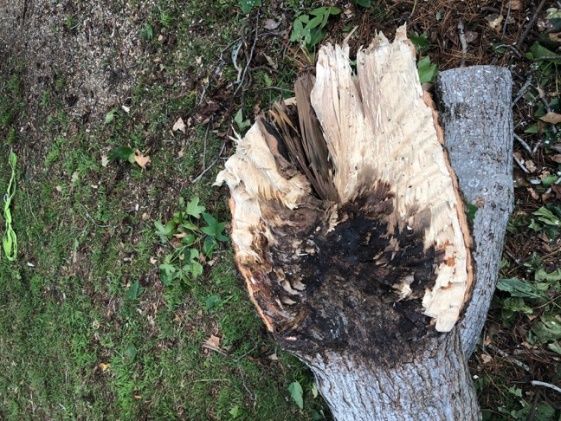 The case of the fallen Liquid Amber tree post image