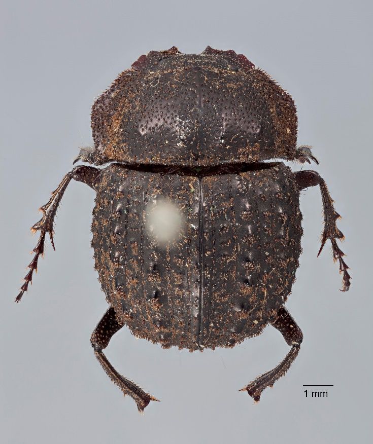 Beetling About in Museums post image