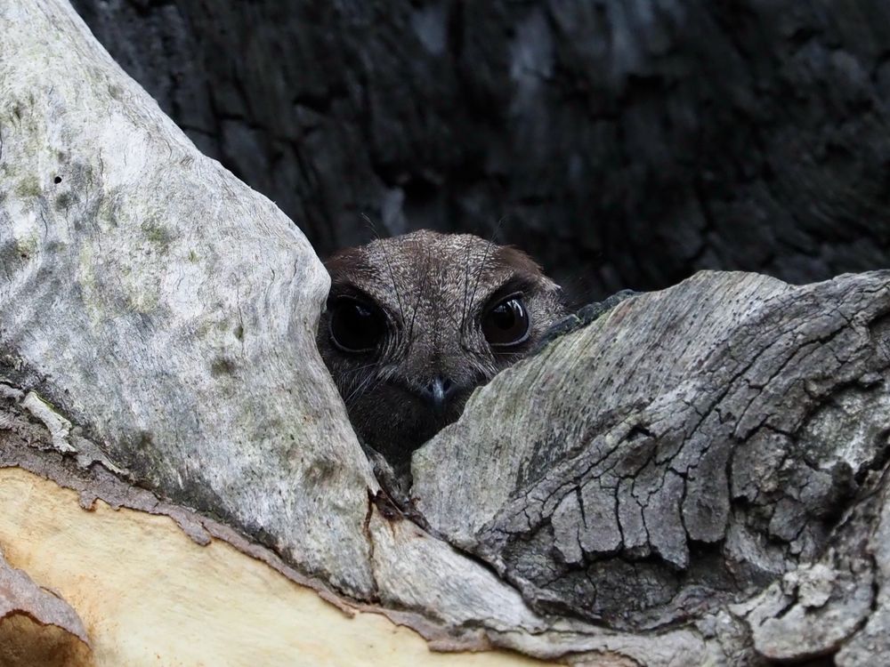 'If I hear you by my hollow, I can’t resist a peek' post image