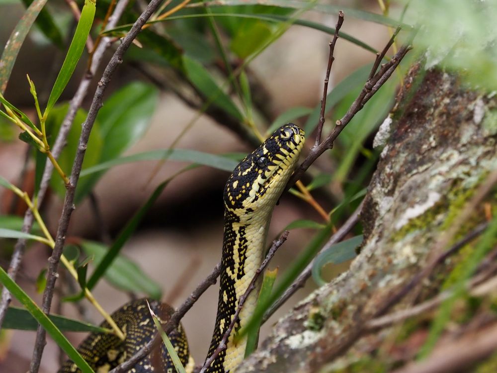 Creature Feature: Diamond Python post image