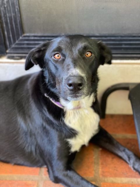 Adopt a dog: Yana needs a home! post image