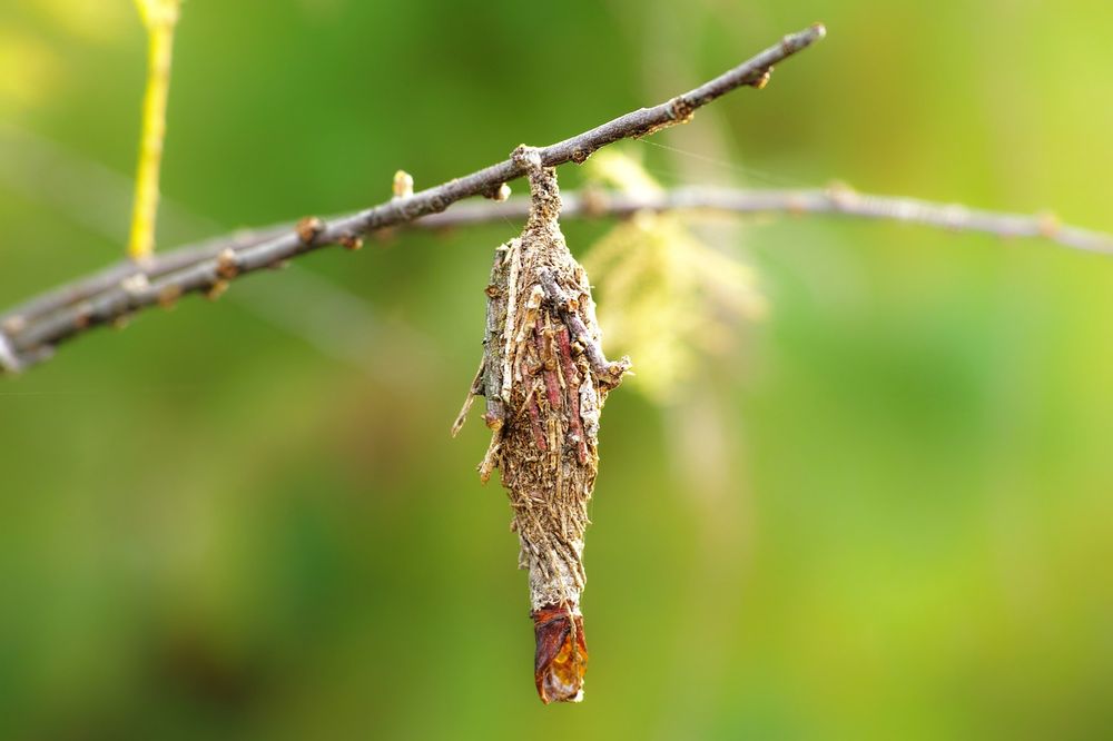 Saunders’ case moth: a local bagworm post image