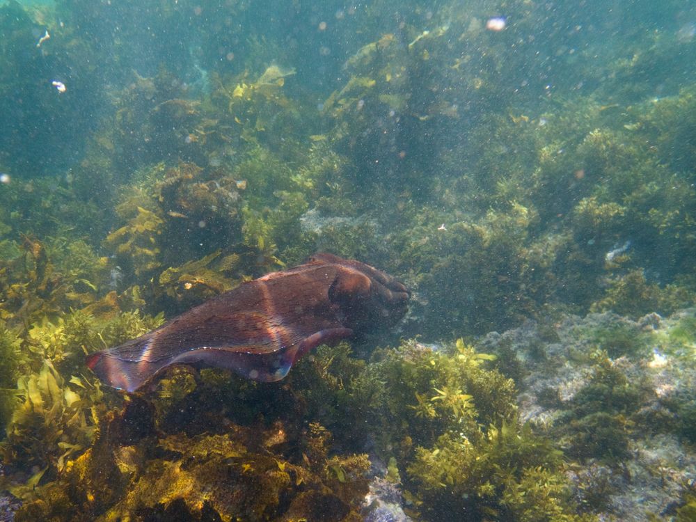 Dream small: snorkelling with Giant Cuttlefish post image