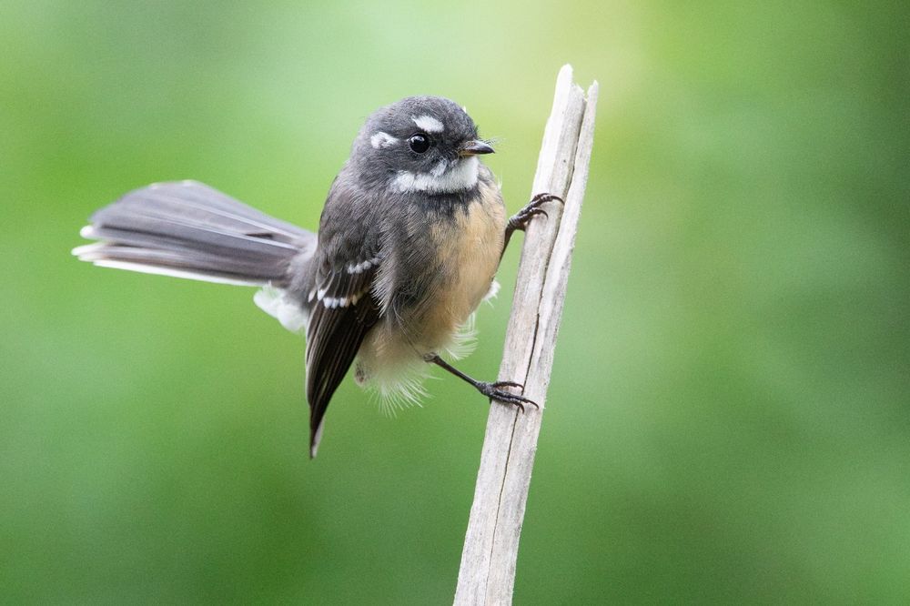 Bird of the Month: Grey Fantail post image