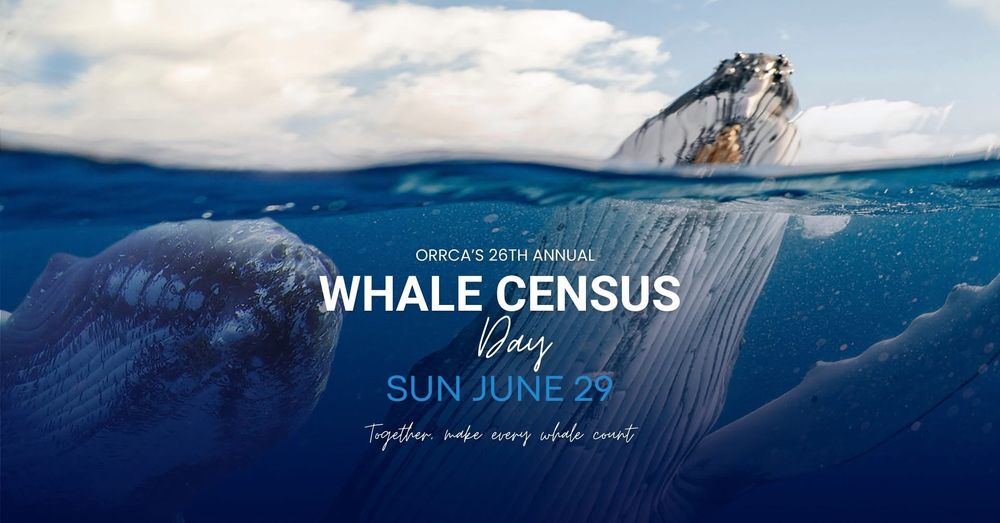 Make every whale count, join Sunday's ORRCA census post image