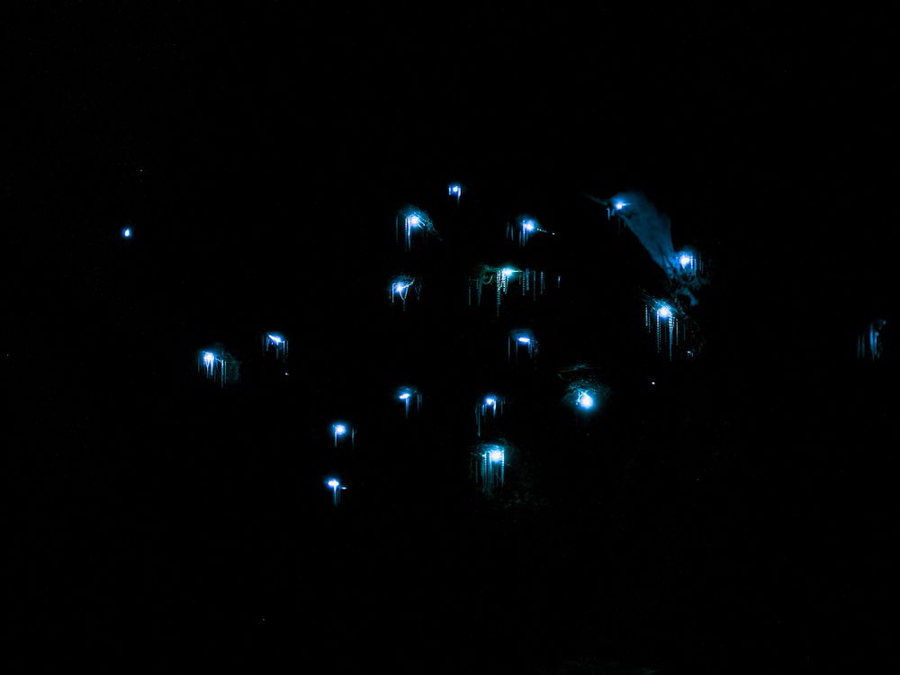 Helensburgh Glowworm Tunnel: should we be gatekeeping the gate? post image