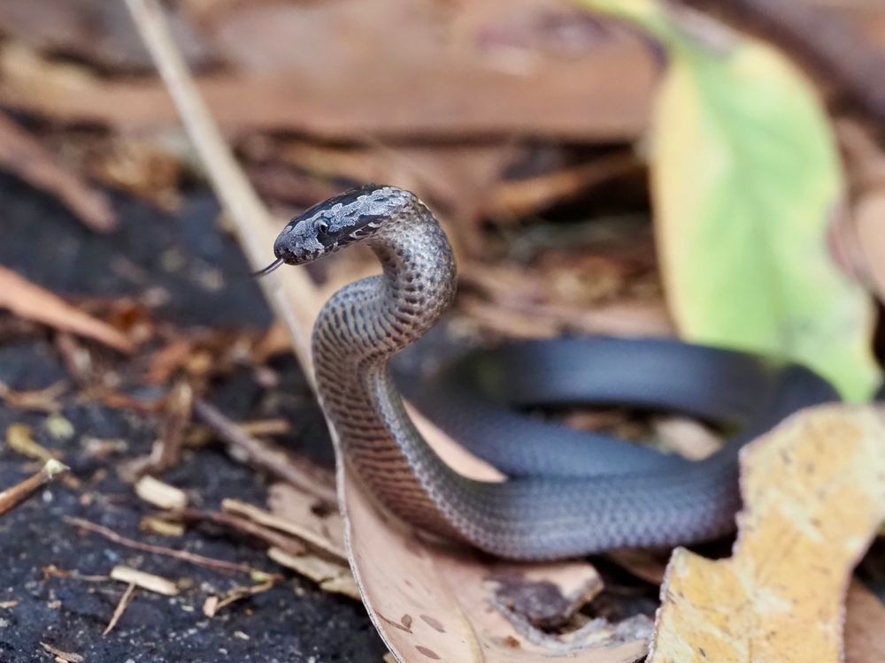 Creature Feature: Golden-crowned snake post image