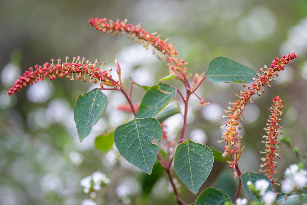 Small (leaved) is beautiful: Look out for rare Bleeding Heart shrub post image