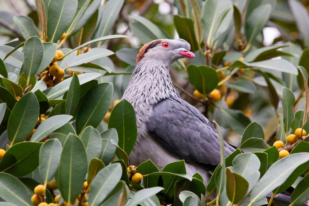 Bird of the Month: Topknot pigeon post image