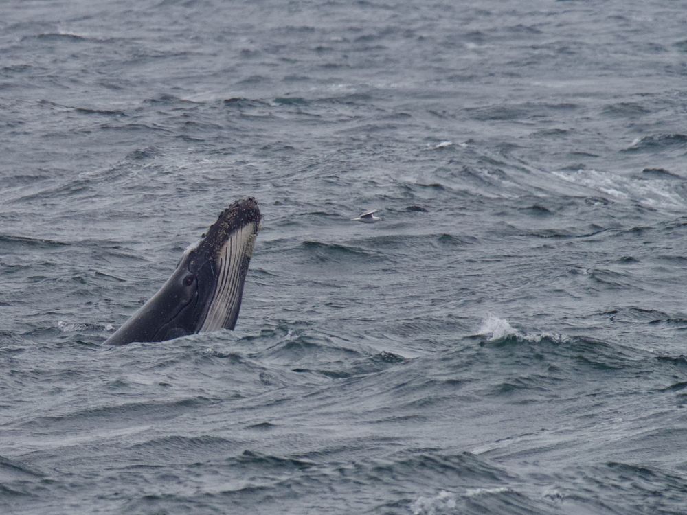 The humpback highway is open! post image