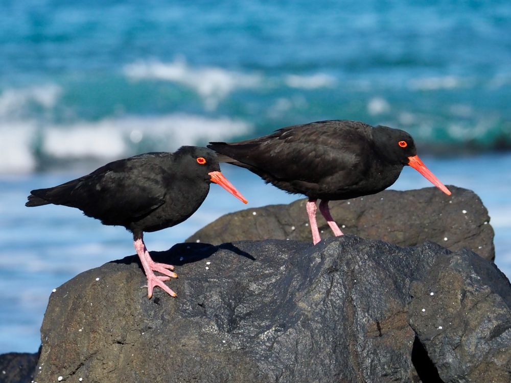 Backyard Zoology: Sooty Oystercatchers post image