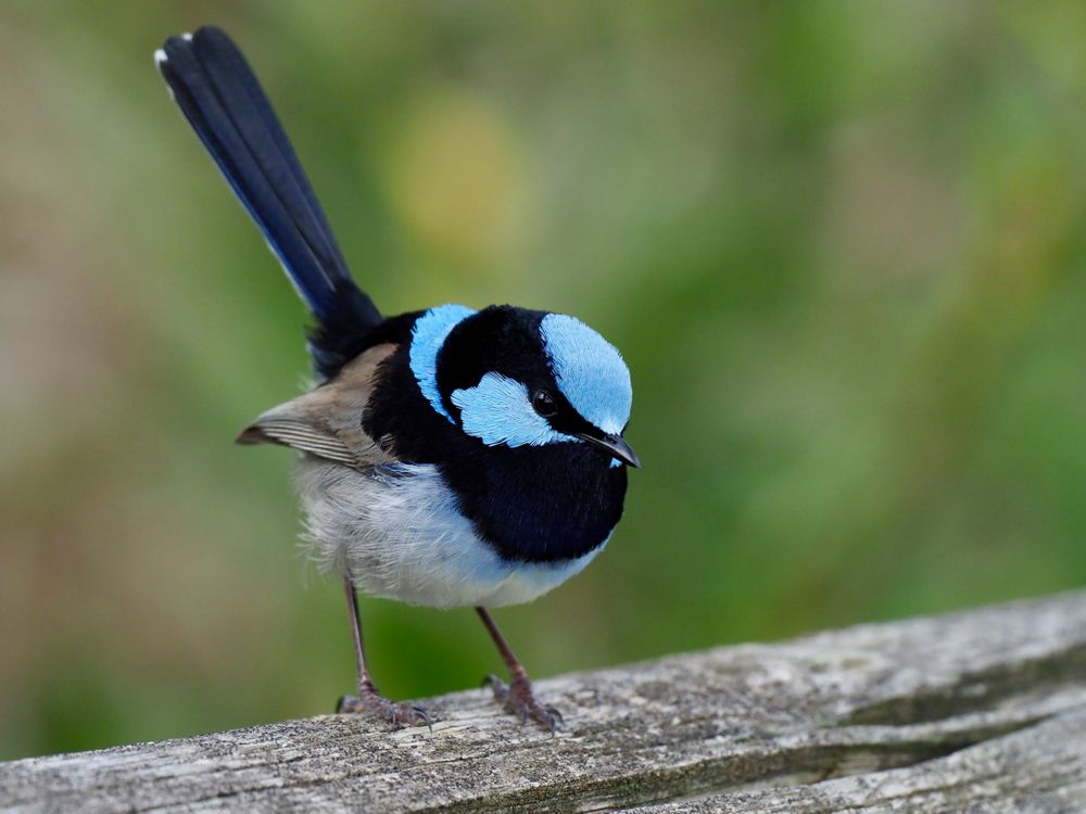 Nature notes: boys in blue, a new botanic garden & the Community Cleaneruppa and Cuppa post image