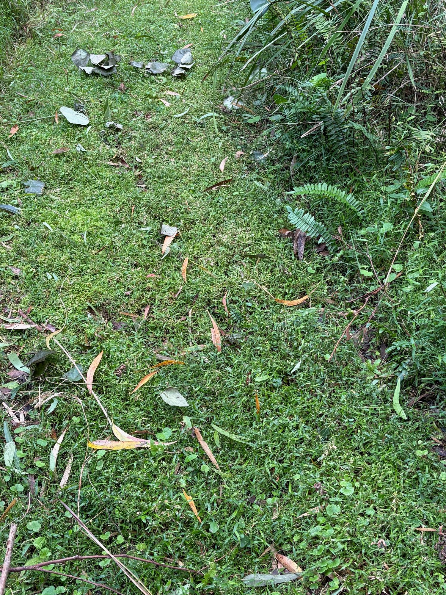 A Pygmy Panic (Panicum pygmaeum) lawn in Wombarra. Regular mowing keeps the grass low and compact. A similar result is achieved in natural areas by wallaby browsing. Image by Emma Rooksby. 