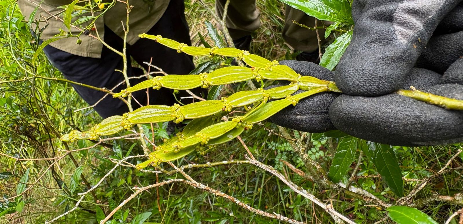 Image of Jointed Mistletoe, a rather creepy-looking plant. Its flattened stems are punctuated by knobbly 'joints.' Image by Emma Rooksby.