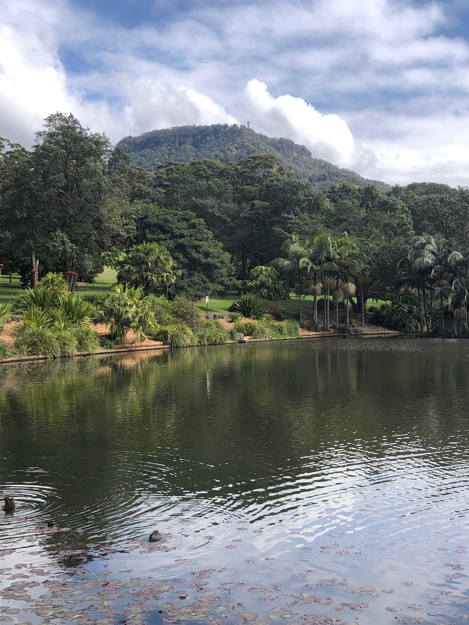 Wollongong Botanic Garden is a safe and welcoming place to spend time in nature, with all its health and wellbeing benefits. Image by Keith Horton. 