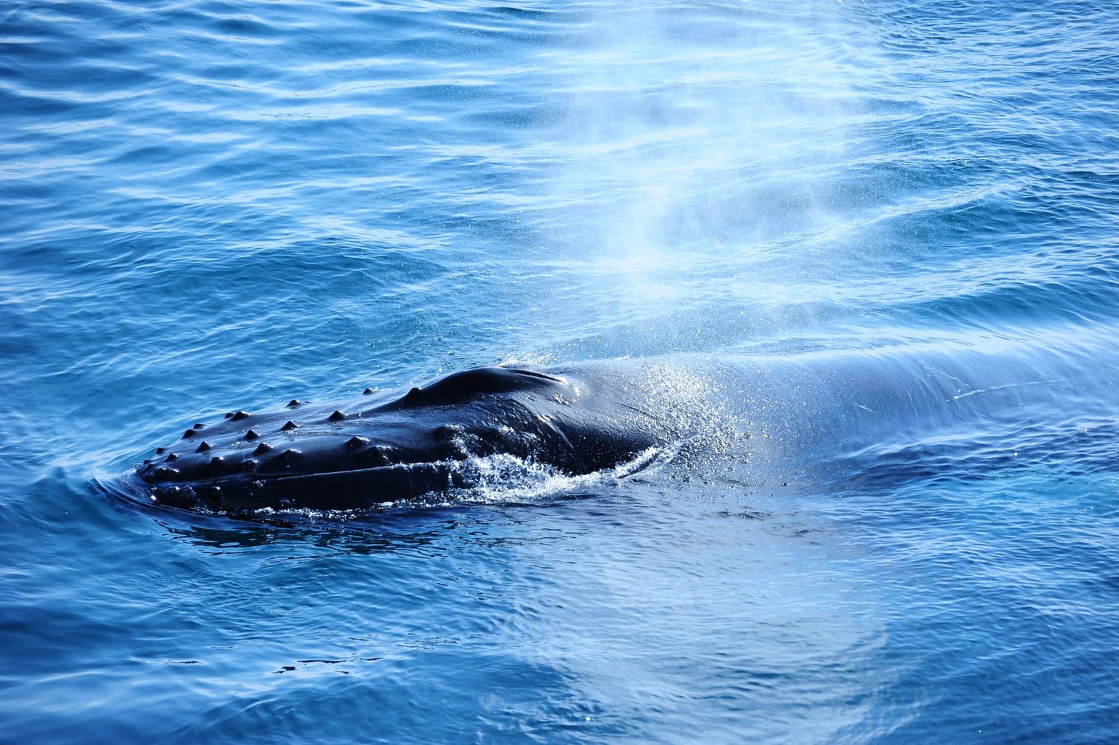 Levels of ‘forever chemicals’ in dolphins and whales are rising globally post image