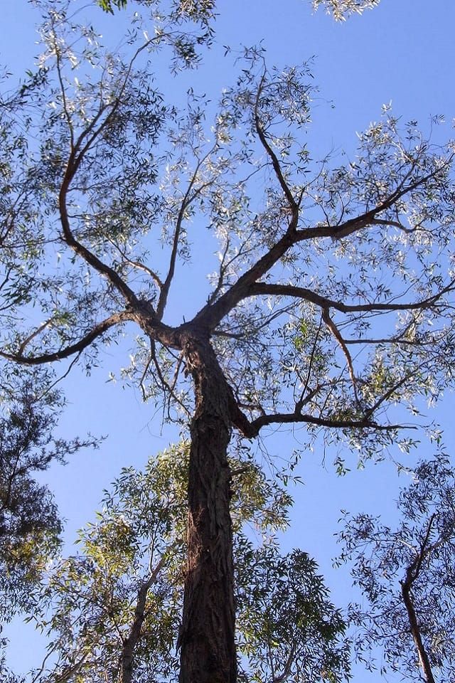 Thin-leaved Stringybark (Eucalyptus eugenioides), one of the Illawarra's local stringybark eucalypts. Eucalypt tree canopy, with blue sky in the background. Image by Peter Woodard. 
