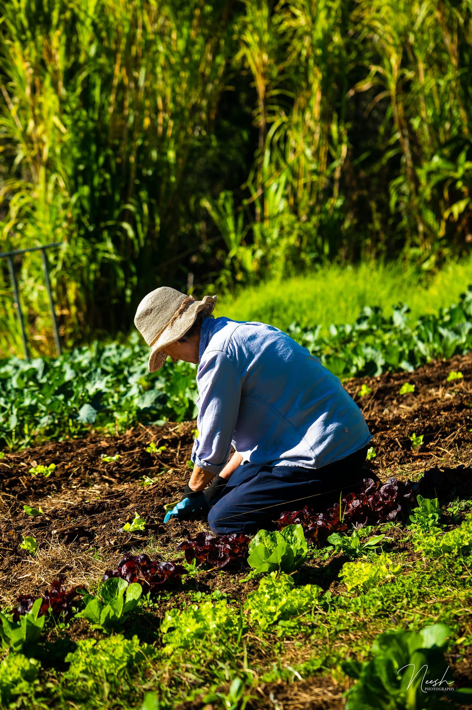What a farm teaches you about patience post image