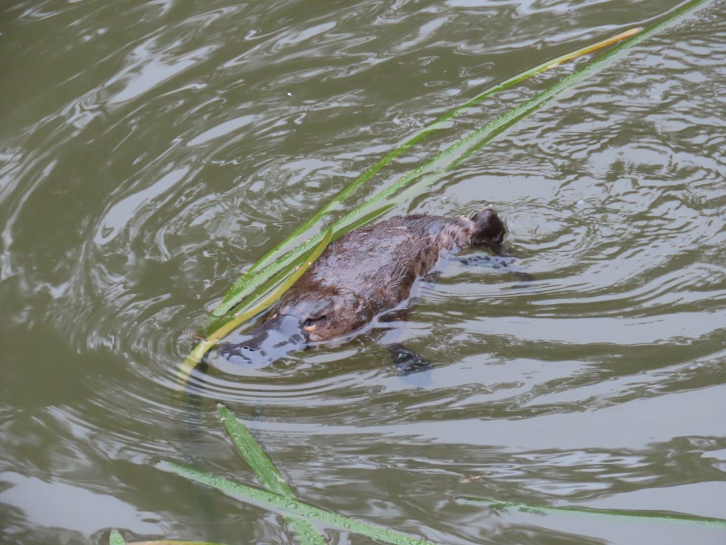 Our Royal family: Platypus project proves wildly successful post image
